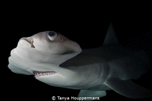 Everything Is Looking Up
A hammerhead shark at night off... by Tanya Houppermans 